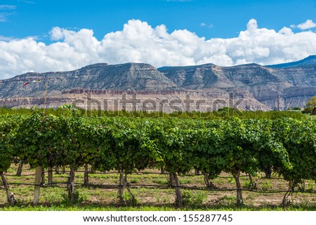 Wine vineyards with a beautiful blue sky and mesa background
