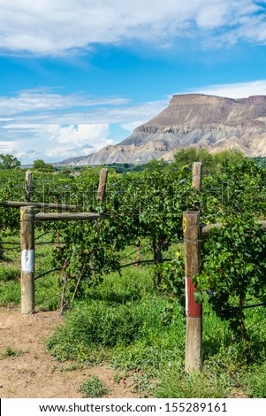 Rows of red wine grapes in a vineyard with a mountain background
