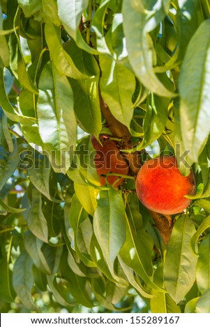 Close up of peaches hanging in a local farm orchard
