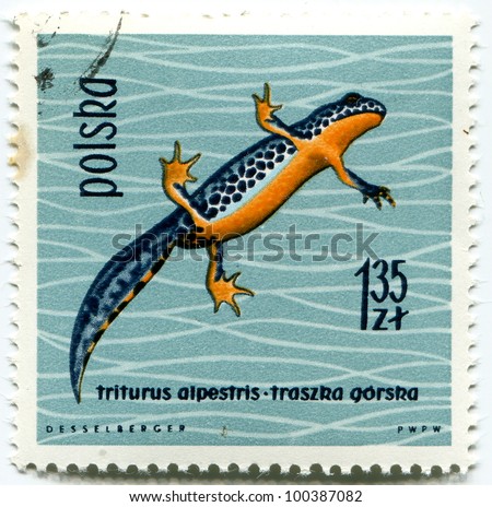 POLAND - CIRCA 1963: Polish stamp shows Triturus alpestris (Alpine Newt), series devoted to reptiles and amphibians, circa 1963