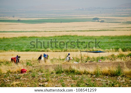 Turkey - people working in the field