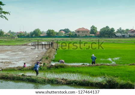 People working in rice field in Cambodia