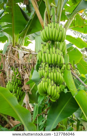 Unripe bananas bunch on tree, Vietnam