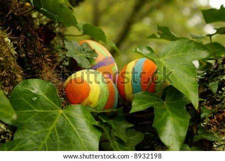 Easter eggs hidden between ivy leaves