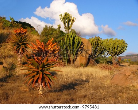 african vegetation