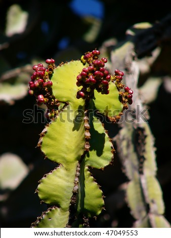 Transvaal candelabra tree (Euphorbia cooperi) in South Africa - fruit closeup