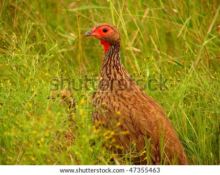 Swainson\'s francolin in South Africa