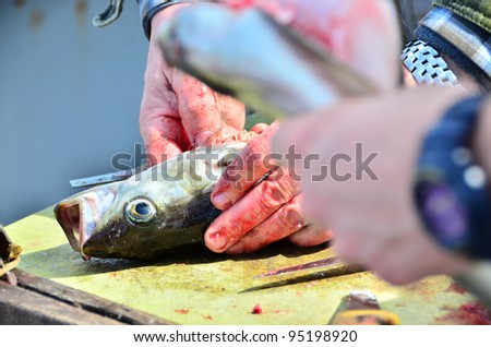 Deep sea fishing - gutting fish
