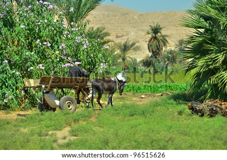 Egypt Cart