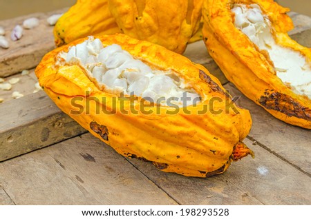 Cocoa pods with beans (Bolivia)
