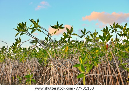 Mangrove vegetation in Sian Ka an Biosphere Reserve, Tulum, Mexico