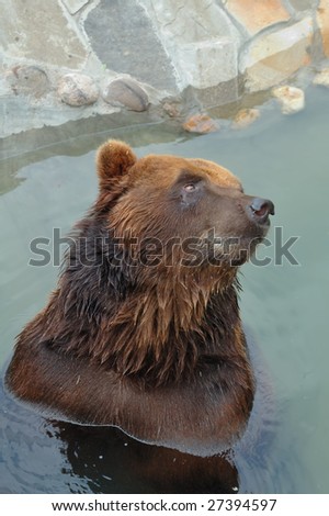 Brown Bear posing  in the water in Moscow Zoo