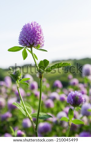 Single red clover stem standing tall in front of field of red clover and pale sky