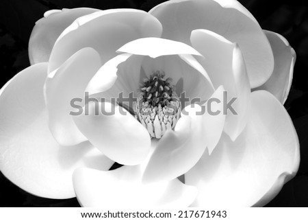 Close up of magnolia flower in black and white