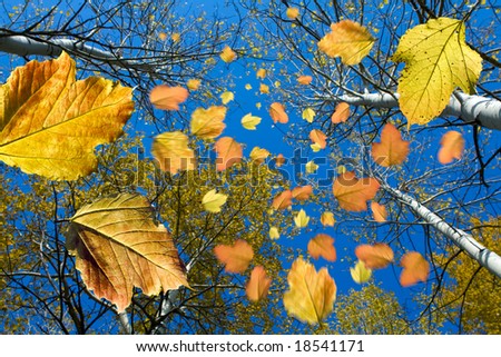 Falling autumn leaves
