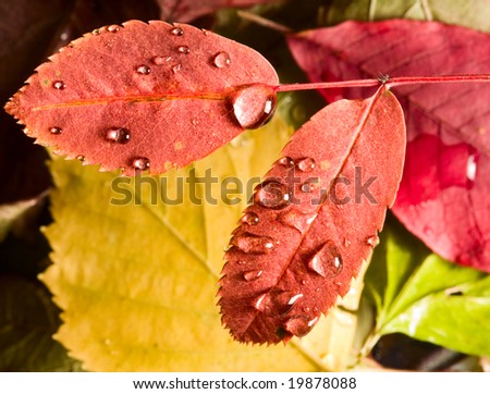 leafs and drops