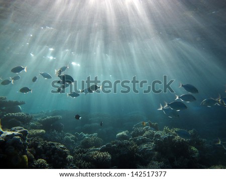 Sunlight, fish and water