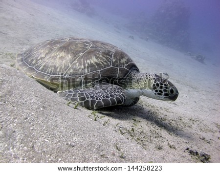 Green turtle on sand