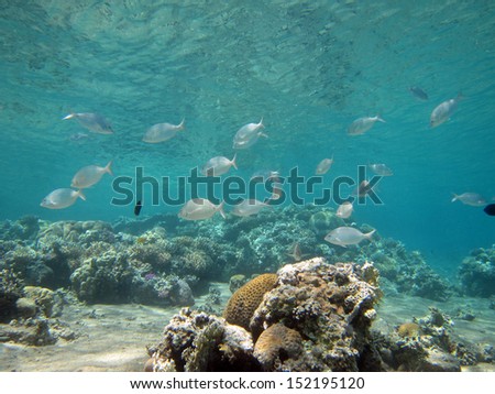 Silver fish over corals