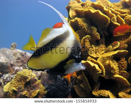 Red Sea Bannerfish and salad coral