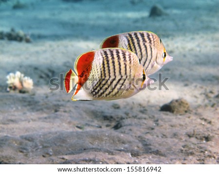 Crown butterfly fish couple