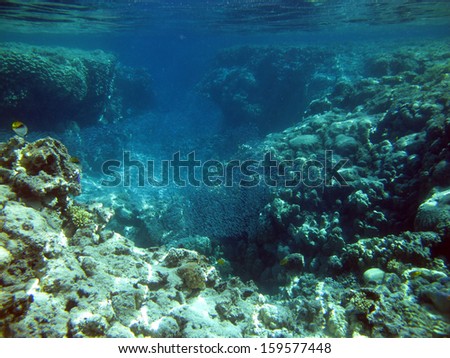 Coral channel and plenty of small fish
