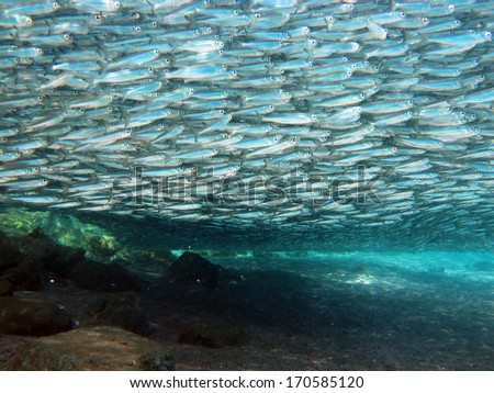 School of small silver fish densely packed under the surface