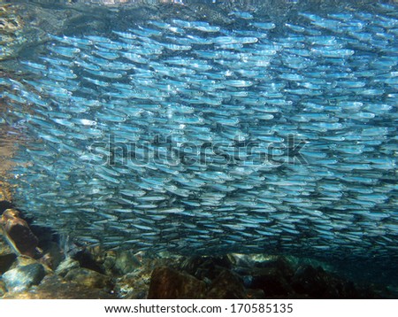 School of small silver fish