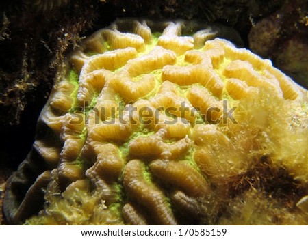 Brain coral through a macro lens