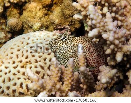 A female leopard blenny hide out