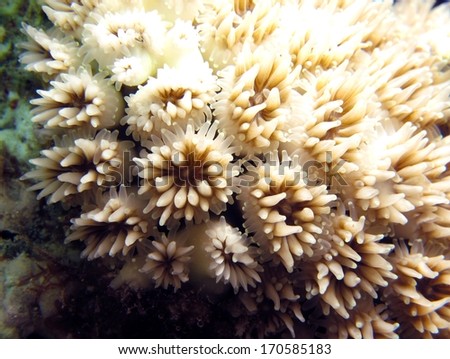 Crystal hard coral shot with a macro lens