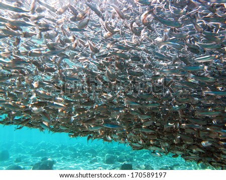 A large school of small silver fish