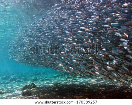 Large school of small silver fish