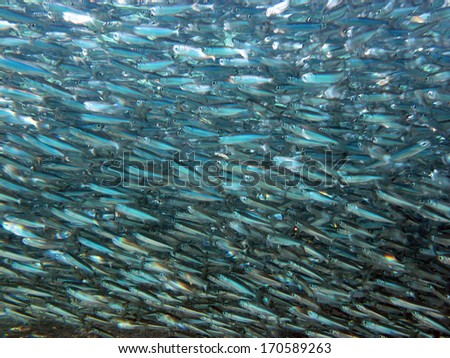 Large school of densely packed small fish