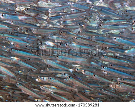 Densely packed silver fish school