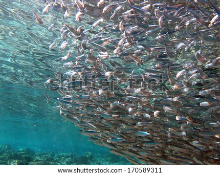 Small silver fish schooling under the surface