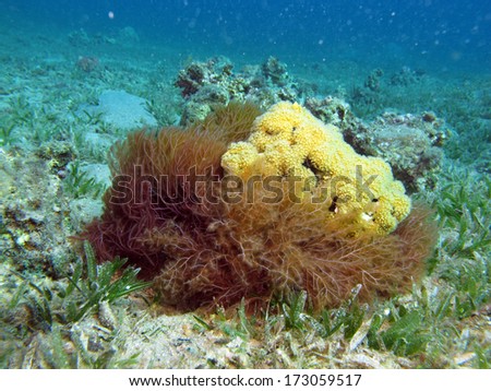 Red algae and hard coral