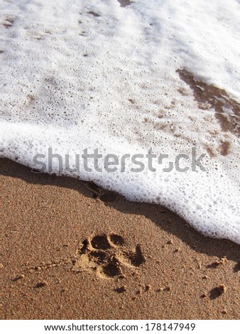 Paw print being washed up by the rising tide
