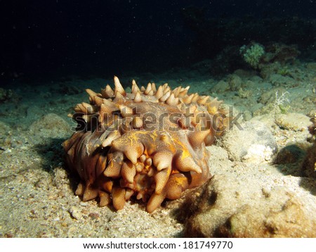Tubercle sea cucumber on the soft bottom