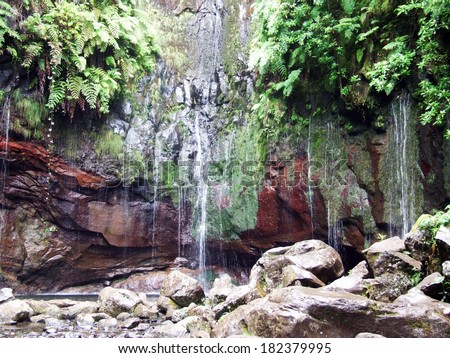 Spring water falls down from a forest wall