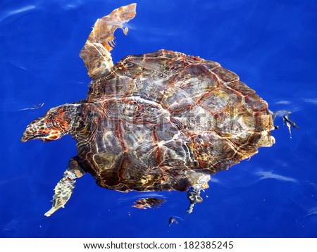Loggerhead turtle (Caretta caretta) at the surface of the ocean