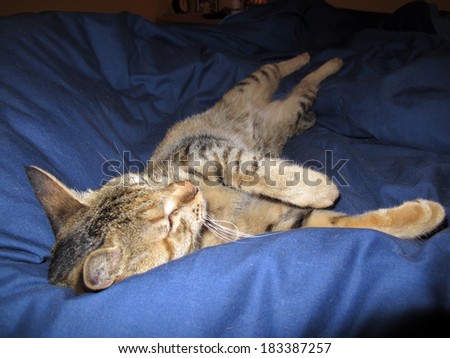 A cute cat stretched out on a bed