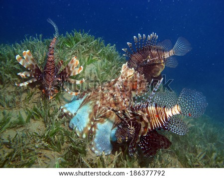 Odd relationship of predators: octopus and lionfish hunting together