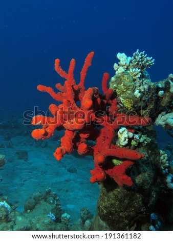 Giant red sea sponge