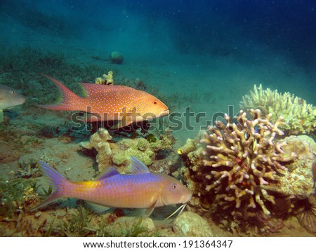 Coral grouper and yellowsaddle goatfish hunting the same prey