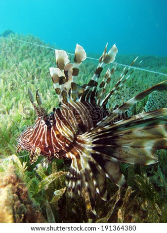 A common lionfish rescued from a fishing line