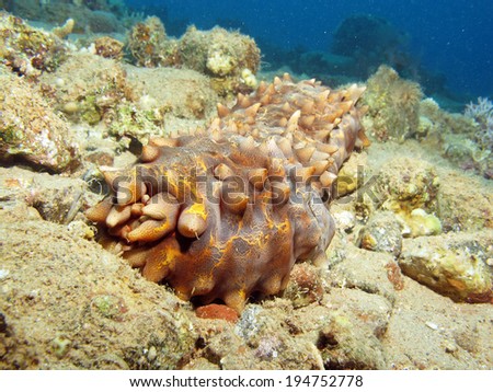 Edible sea cucumber on the reef bottom