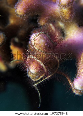 A delicate brittle star (Ophiuridae, echinoderm) entangled around coral