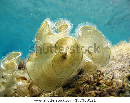 Padina pavonica brown algae