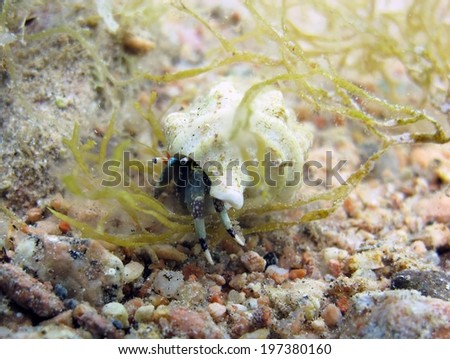 A blue reef hermit crab with brown algae